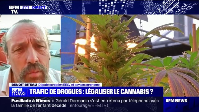 Légalisation du cannabis: Il faut encadrer la production, la transformation et la diffusion , pour Benoît Biteau (député européen EELV)