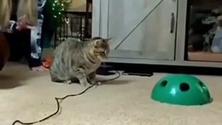 Funny animals 2023-- - Funniest Cats and Dogs Video----265 _shorts(720P_60FPS)