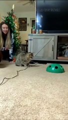 Funny animals 2023-- - Funniest Cats and Dogs Video----265 _shorts(720P_60FPS)