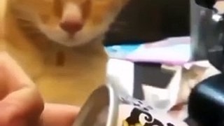 funny and cute cats _shortvideo _shorts(720P_HD)
