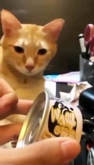 funny and cute cats _shortvideo _shorts(720P_HD)