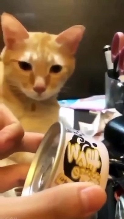 funny and cute cats _shortvideo _shorts(720P_HD)