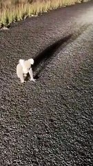 Un conducteur tente de chasser un koala hors route