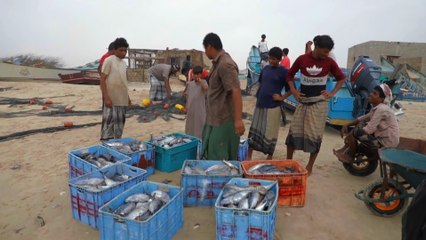 سماك "اللخم".. مصدر رزق وغذاء أساسي لأهالي المهرة باليمن