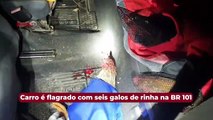 Carro é flagrado com seis galos de rinha na BR 101