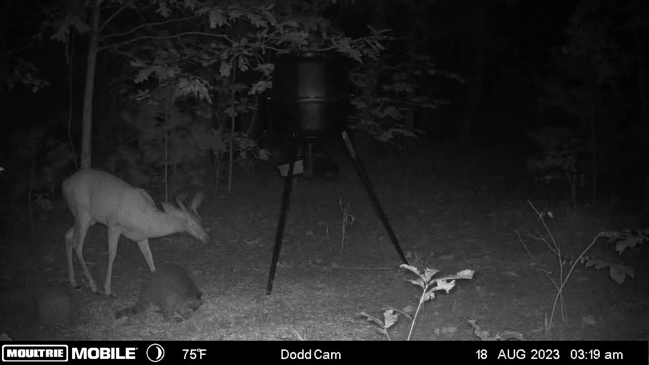 Un raton laveur surprend un cerf lors d'une rencontre nocturne