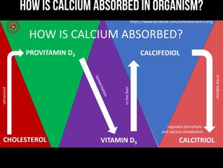 How is calcium absorbed in organism?