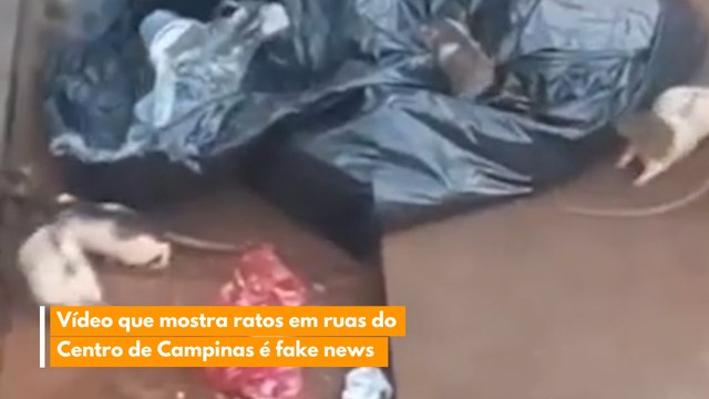 Vídeo que mostra ratos em ruas do Centro de Campinas é fake news
