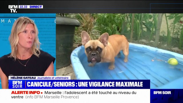 Canicule: Tous les animaux sont aussi impactés , explique la journaliste et vétérinaire Hélène Gateau