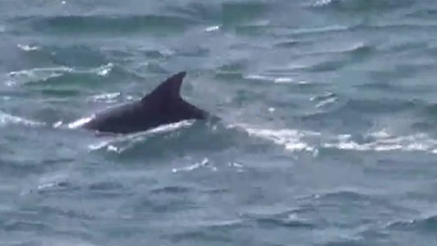 Amazing footage shows dolphins swimming with RNLI lifeboat