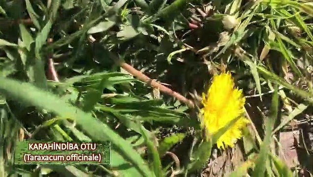 Süper Yabani Şifalı Ot Karahindiba