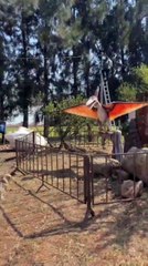 Cruzeiro do Oeste realiza 2ª edição do Vale dos Dinossauros, com visitação gratuita