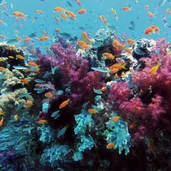 -ANDRÉS DE JESÚS VÉLEZ FRANCO- ¿POR QUÉ DEBEMOS CUIDAR LOS CORALES? (PARTE 1) (@AndresdeJesus90)