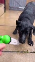 Black Lab Puppy Chomps At Water Spray