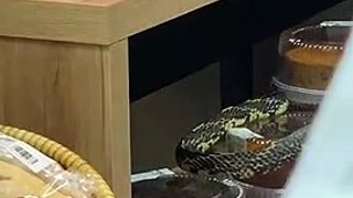 Cobra é flagrada rastejando sobre pães em supermercado de SC