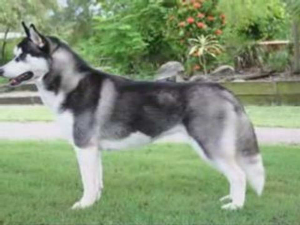 AMV Sur Les Chiens
