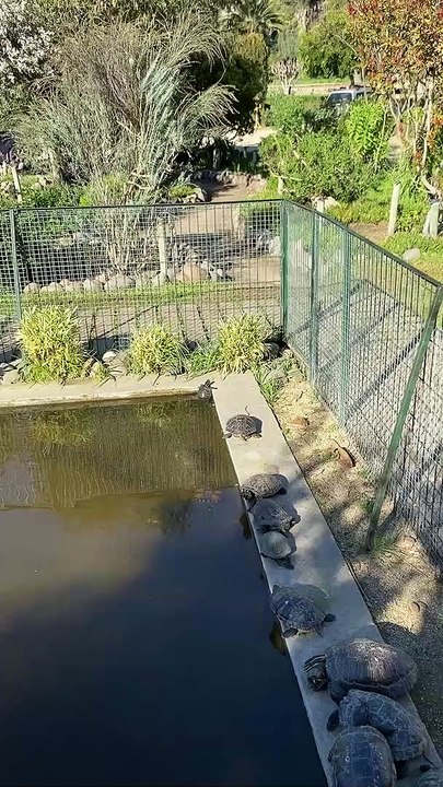 Turtle Tried His Best