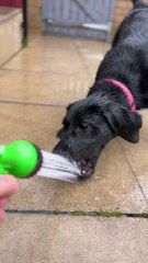 Black Lab Puppy Chomps At Water Spray