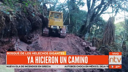 Autoridades inpeccionaron el bosque de los Helechos Gigantes ante denuncia de daño ambiental