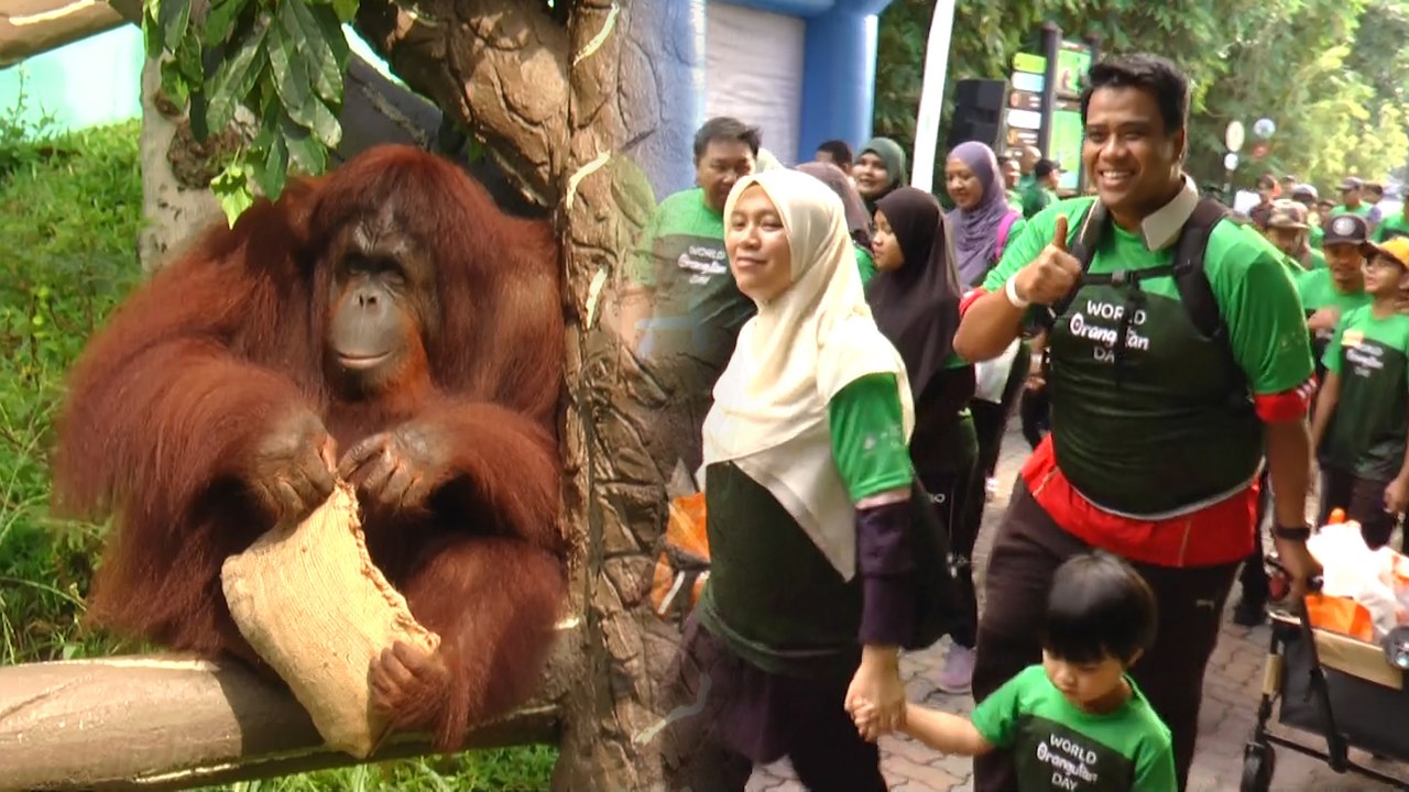 Satu keluarga serbu Zoo Negara, meriah betul sambutan Hari Orangutan Sedunia