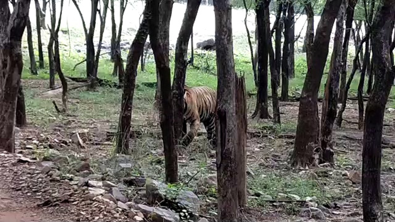 जल्द ही कुंभलगढ़ के जंगलों में गूंजेगी रणथम्भौर के बाघों की दहाड़