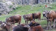 Nesli tükenme tehlikesindeki dağ keçileriyle inek sürüsü bir arada