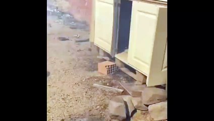 Çanakkale'de yangından korken kedi ve köpek canını son anda kurtardı!