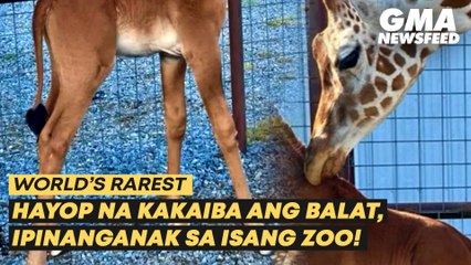 下载视频: Hayop na kakaiba ang balat, ipinanganak sa isang zoo! | GMA News Feed