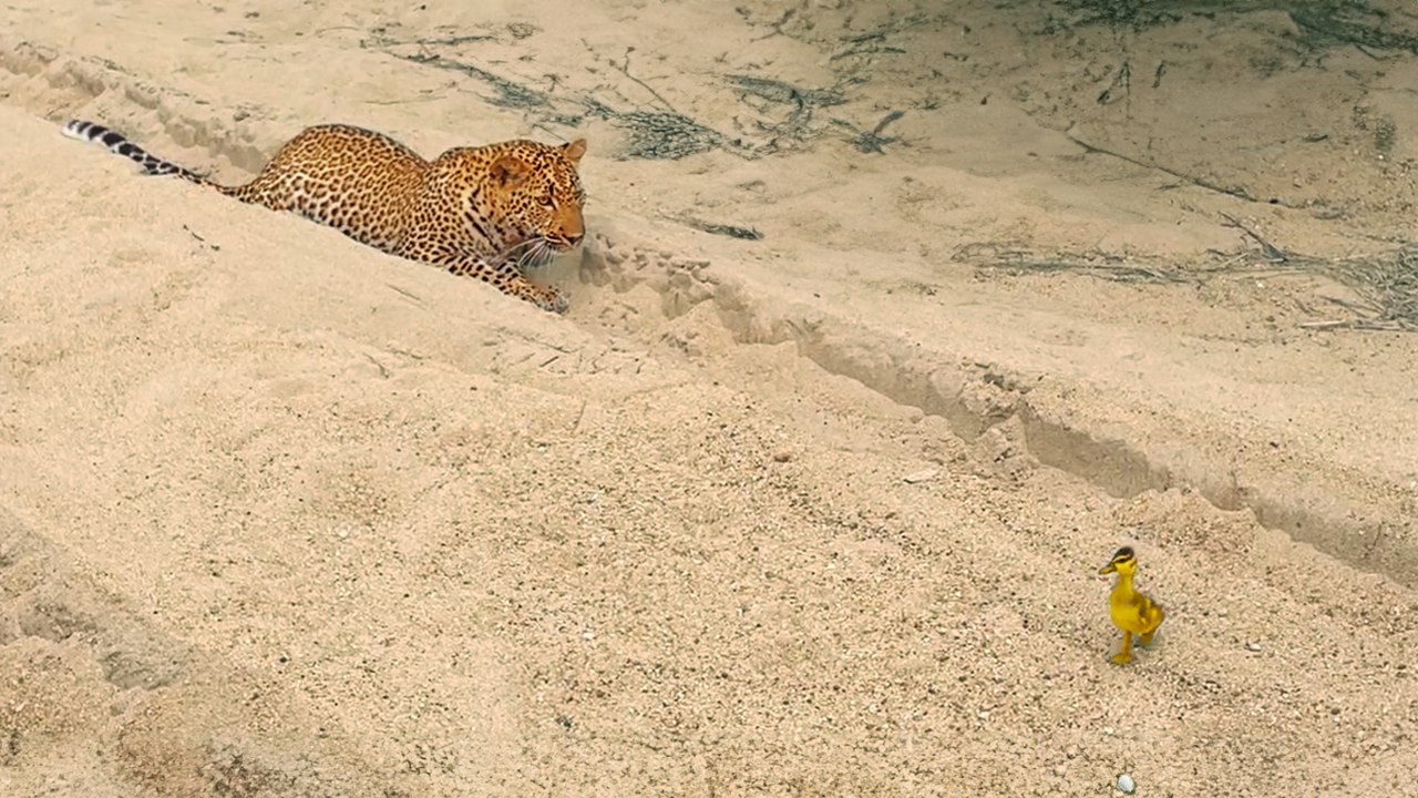Innocent Baby Bird Walks up to Leopard - Crazy Ending
