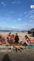 Dog Bites Sunbathing Woman Tourist at sea beach, watch what was happened next.