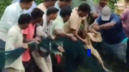 అల్లూరి జిల్లా: ఏజెన్సీలో భారీ మొసలిని పట్టుకున్న అధికారులు