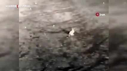 Yer Tunceli: Kırmızı listedeki Arap tavşanını böyle kaydetti