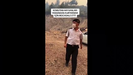 Kahraman Türk askeri canını hiçe saydı! Çanakkale'deki yangının ortasına dalıp hayvanları kurtardı