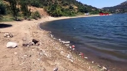 Cennet cehenneme döndü; binlerce balık kıyıya vurdu!