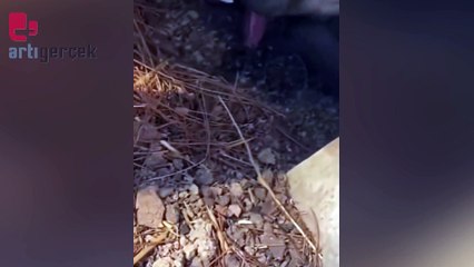 Çanakkale'deki yangından hayvanlar da çok etkileniyor