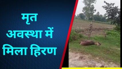 कासगंज: जंगल में मृत मिला हिरण, पुलिस ने पोस्टमार्टम को भेजा