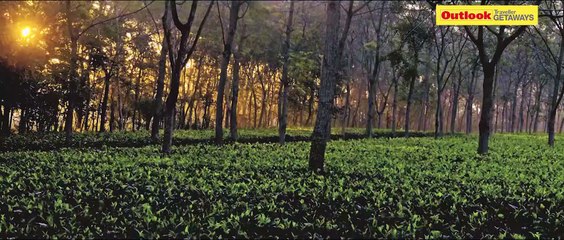 Dibrugarh: Tea Garden Country