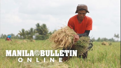 Improve Pinoys' purchasing power; P20 per kilo rice not yet attainable --- NEDA chief