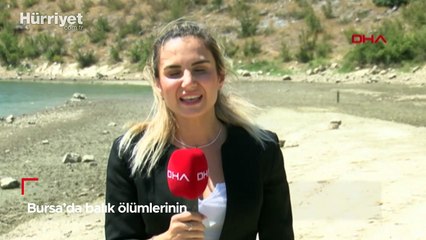 Bursa'da balık ölümlerinin nedeni belli oldu