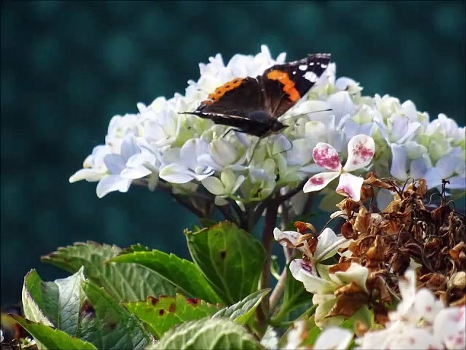 Quelques papillons - Musique : Traveller's jig de J Arcand (6/8 canadien) - Eric : guitares, mandolines.