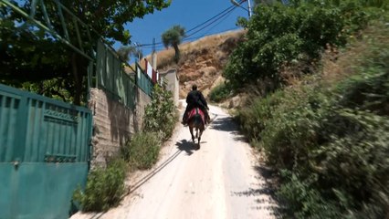 موسم حصاد القمح في الأردن وطقوسه المبهجة في أوساط المزارعين