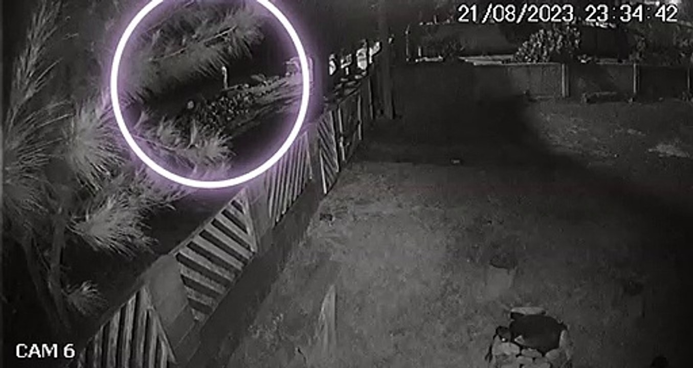 escador 'escapa da morte' em fuga de BMW com peças de fuzil em Palhoça