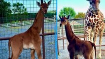 Une girafe sans tache naît dans un zoo américain, et c'est rarissime !