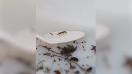 Insect feared to be extinct in Britain for almost 30 years ‘comes back from dead’