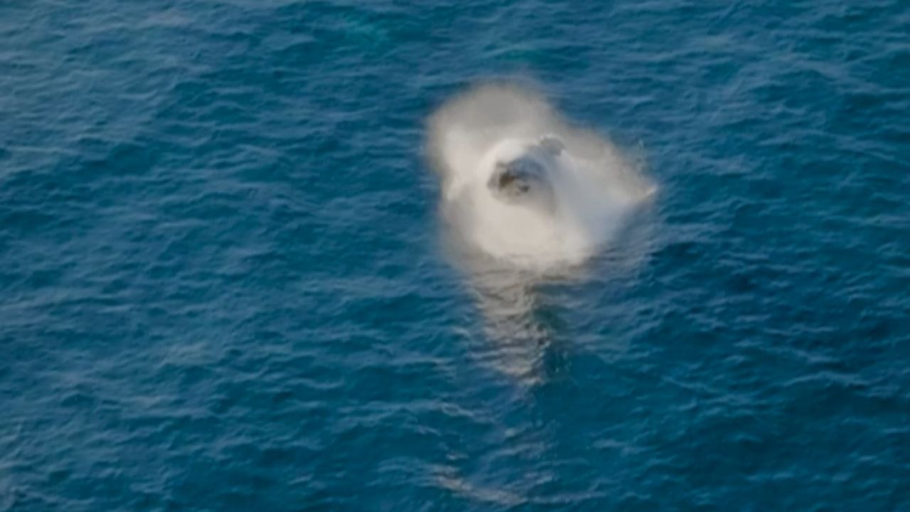 'So majestic!' - A couple of humpback whales enjoy the open ocean with their breaching