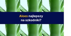 Aloes najlepszy na szkodniki?