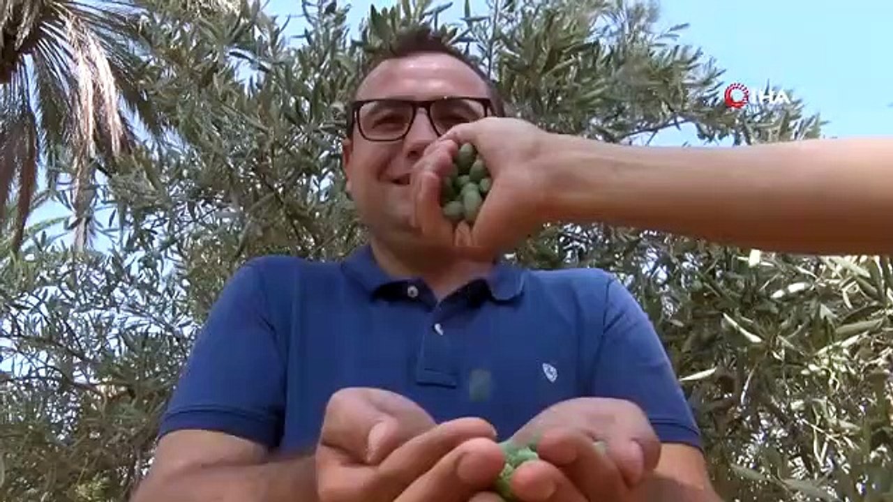 La récolte des olives à Antalya affectée par la chaleur du désert