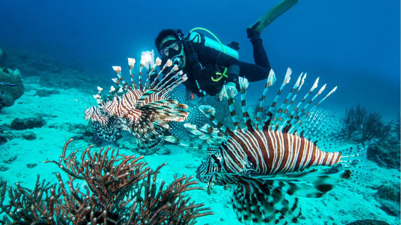 Urlauber aufgepasst: So gefährlich kann diese invasive Fischart werden