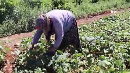 YEŞİL ALTINDA HASAT SÜRÜYOR KURUSUNUN KİLOSU 1.000 TL