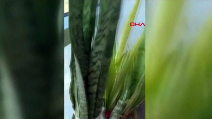 Avcılar'da Havaya Ateş Sonucu Ev İçine Mermi İsabet Etti